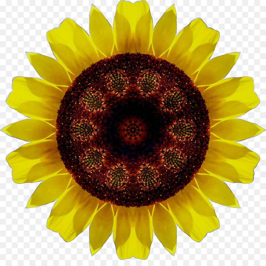 Tournesol，Jaune PNG