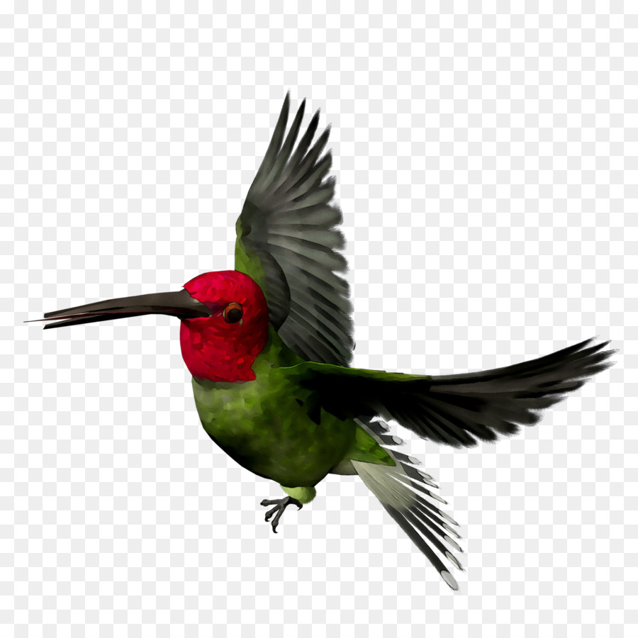 Colibri，Bec PNG