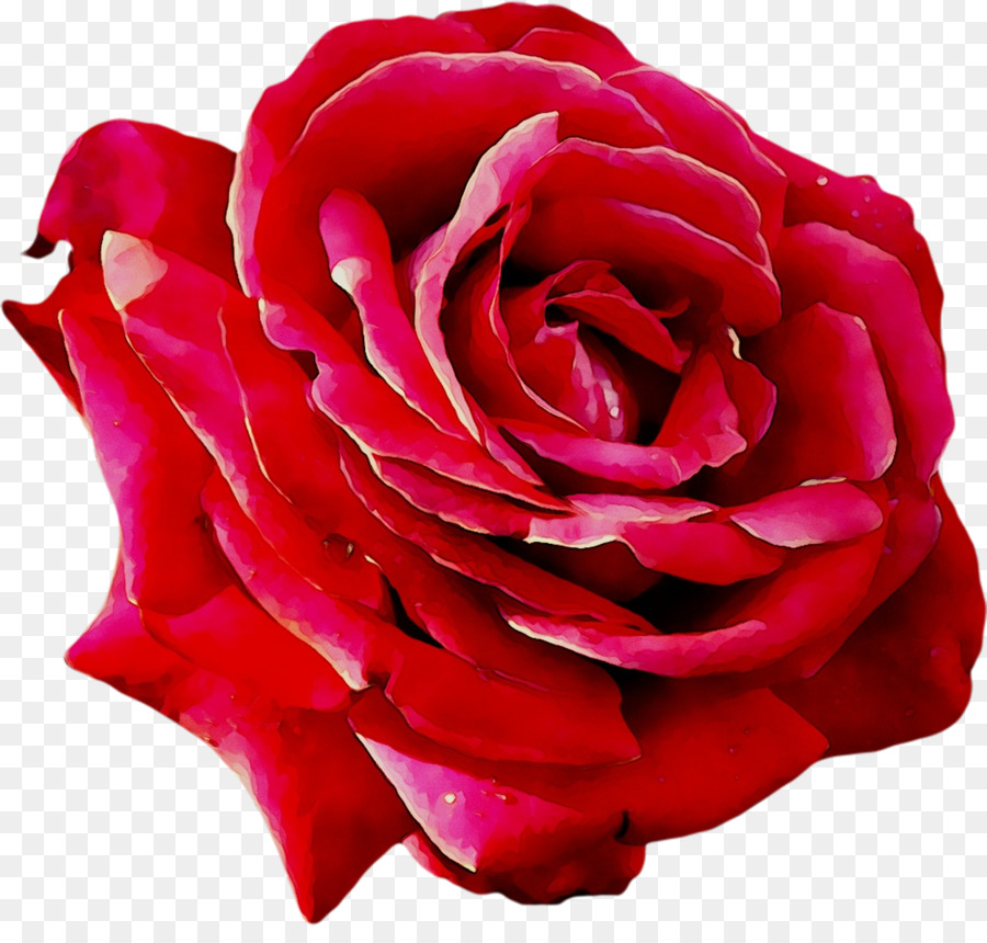 Roses Rouges，Floraison PNG