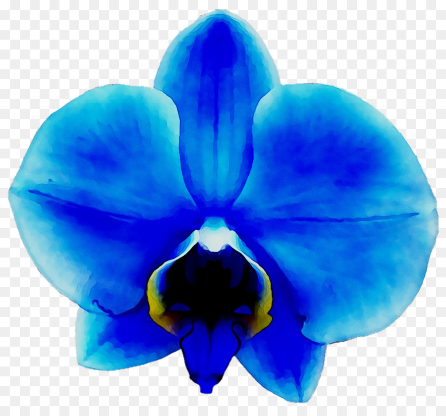 Les Orchidées，Vanda Coerulea PNG