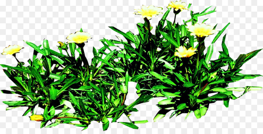 Design Floral，Herbe PNG