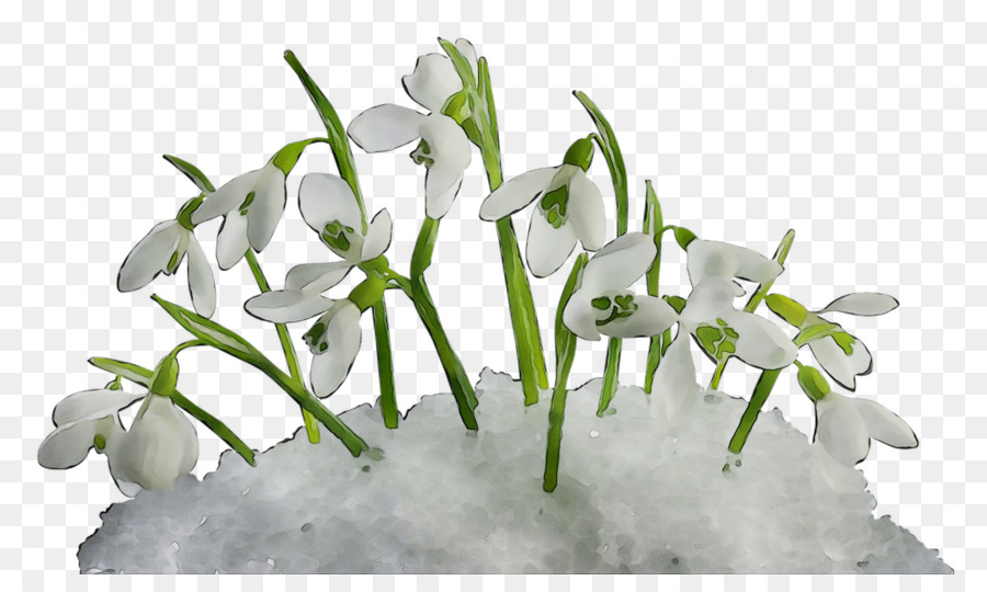 Perce Neige，Blanc PNG