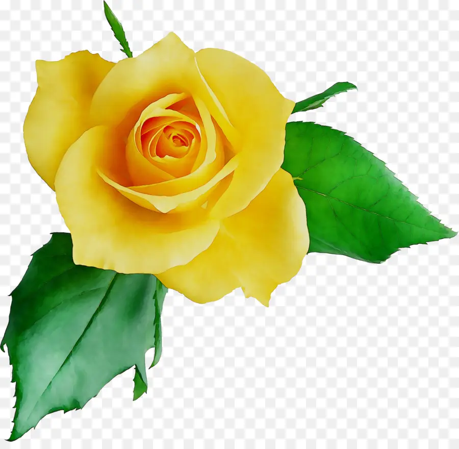 Rose De Chine，Les Roses De Jardin PNG