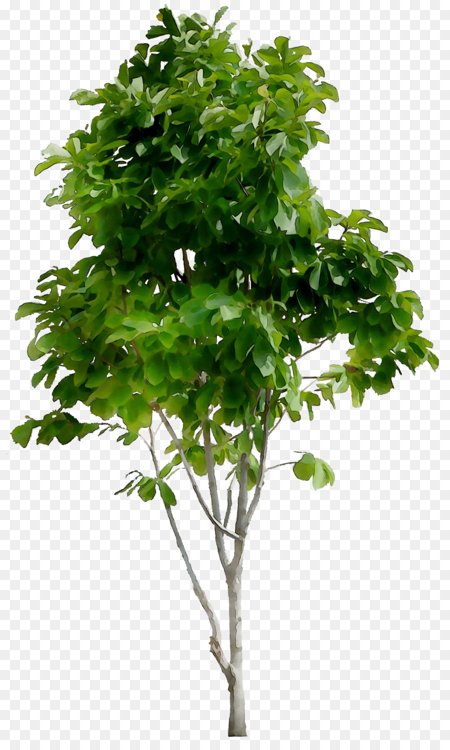 Arbre Vert，Usine PNG