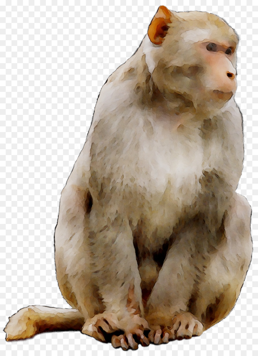 Macaque，Horoscope PNG