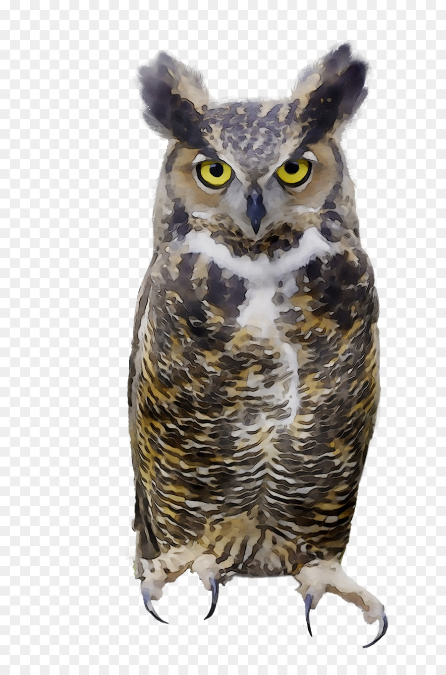 Grand Hibou Gris，Chouette PNG