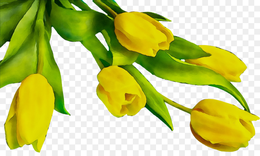 Tulipes Jaunes，Tulipes PNG