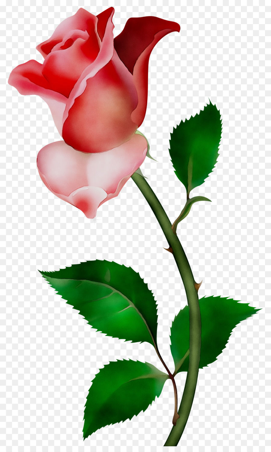 Rose Rose，Floraison PNG