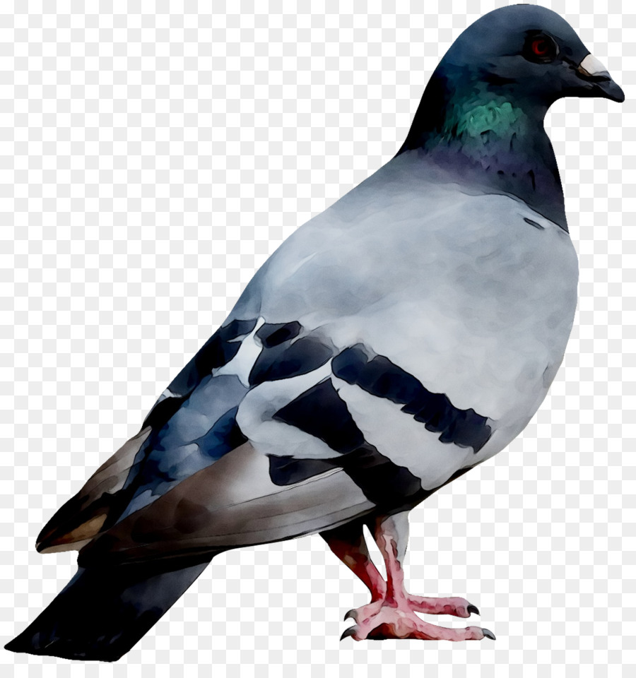 Pigeon，Colombe PNG