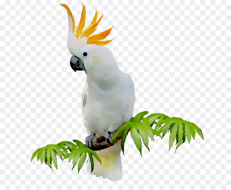 Cacatoès，Blanc PNG