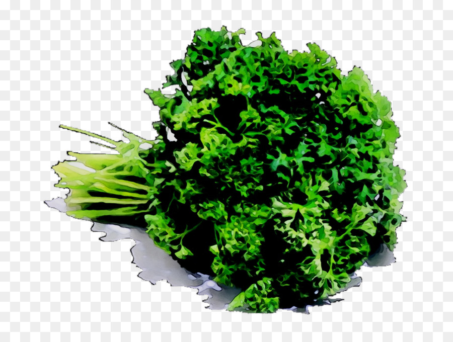 Bouquet De Persil，Herbe PNG