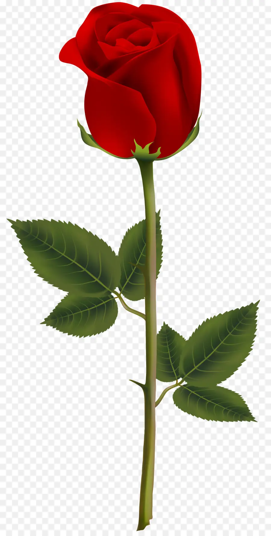 Rose Rouge，Tige PNG