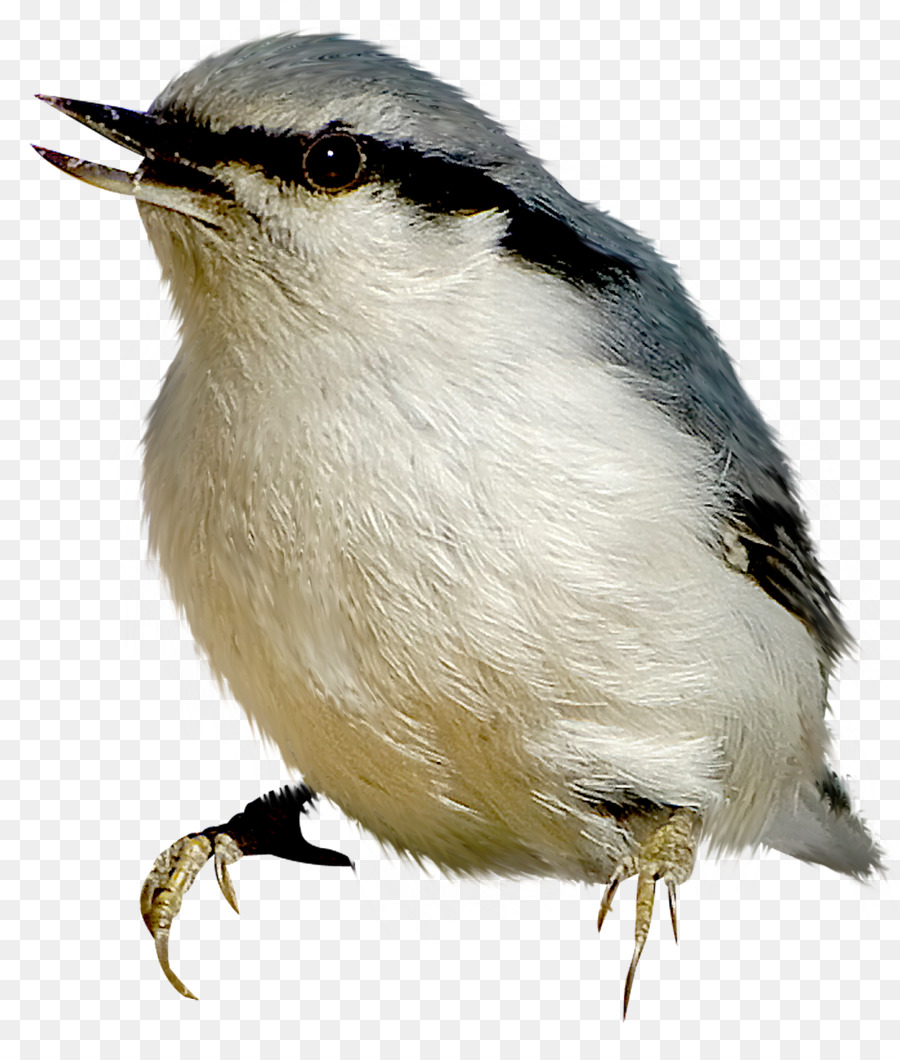 Petit Oiseau，Plumes PNG