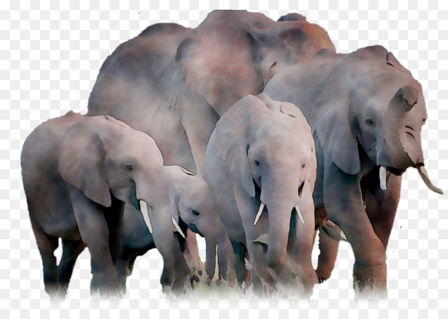 éléphant Indien，L'éléphant D'afrique PNG