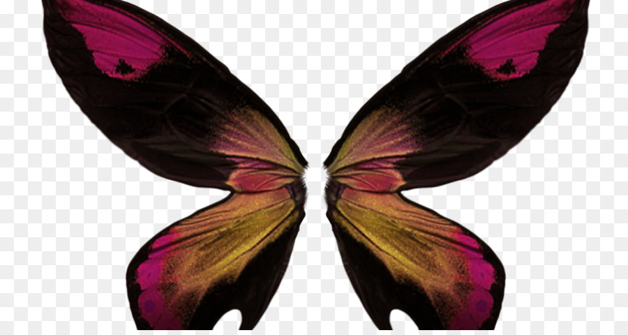 Papillons，Insectes PNG