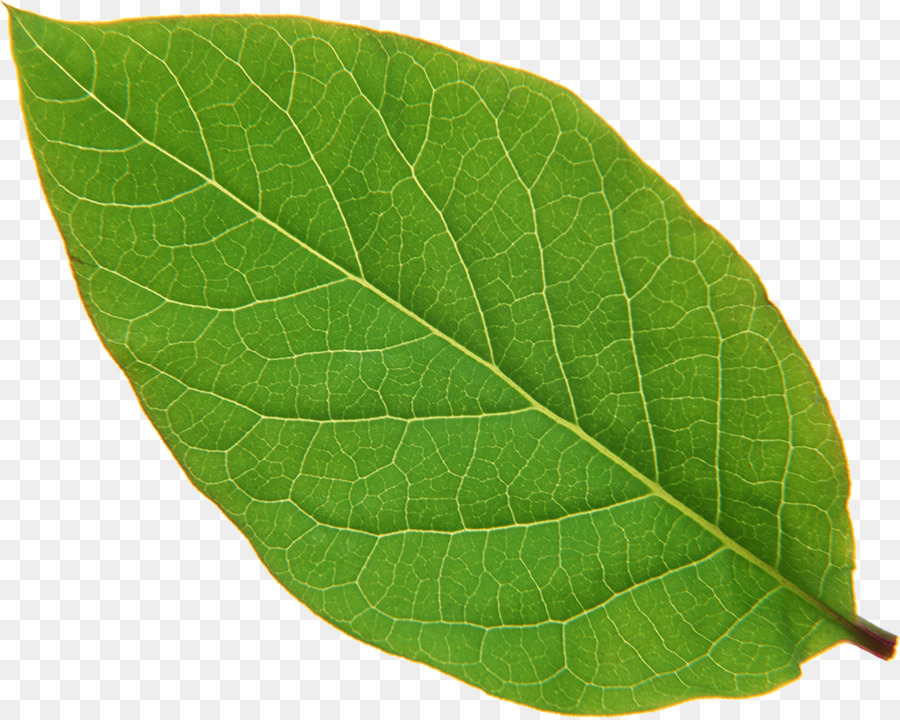 Feuille Verte，Usine PNG