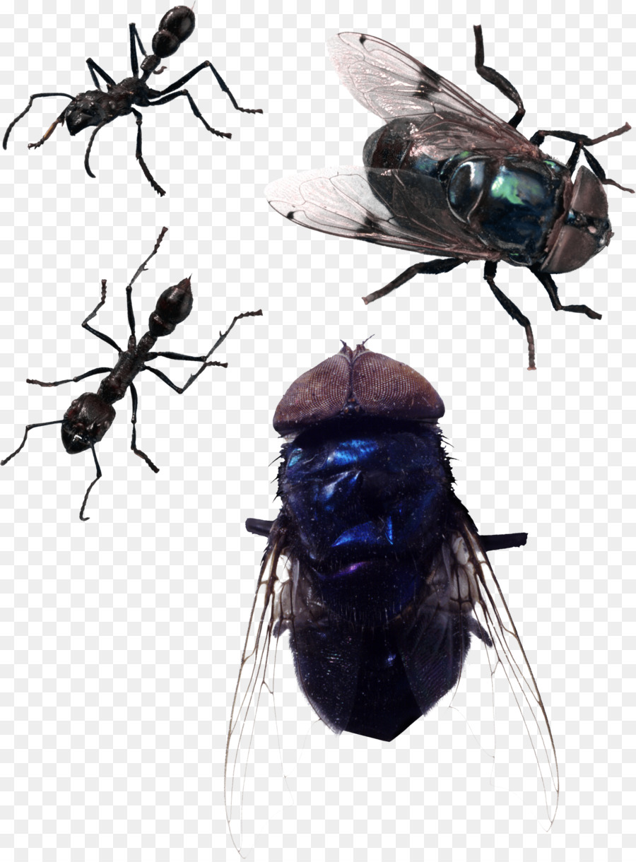 Les Insectes，Mouche PNG