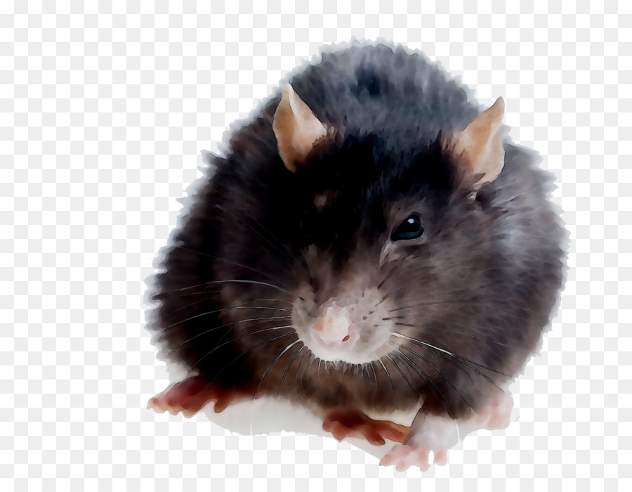 Rat，Hamster PNG