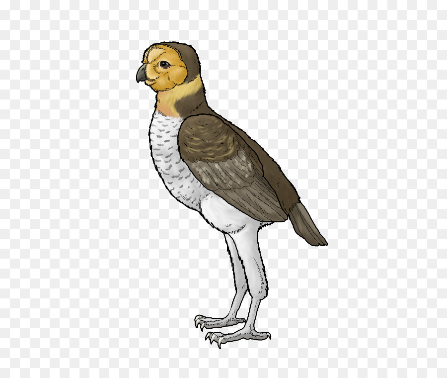 Ornimegalonyx，Oiseau PNG