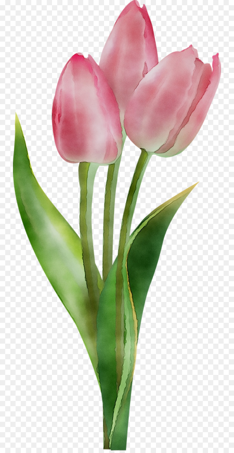 Tulip，Fleur PNG