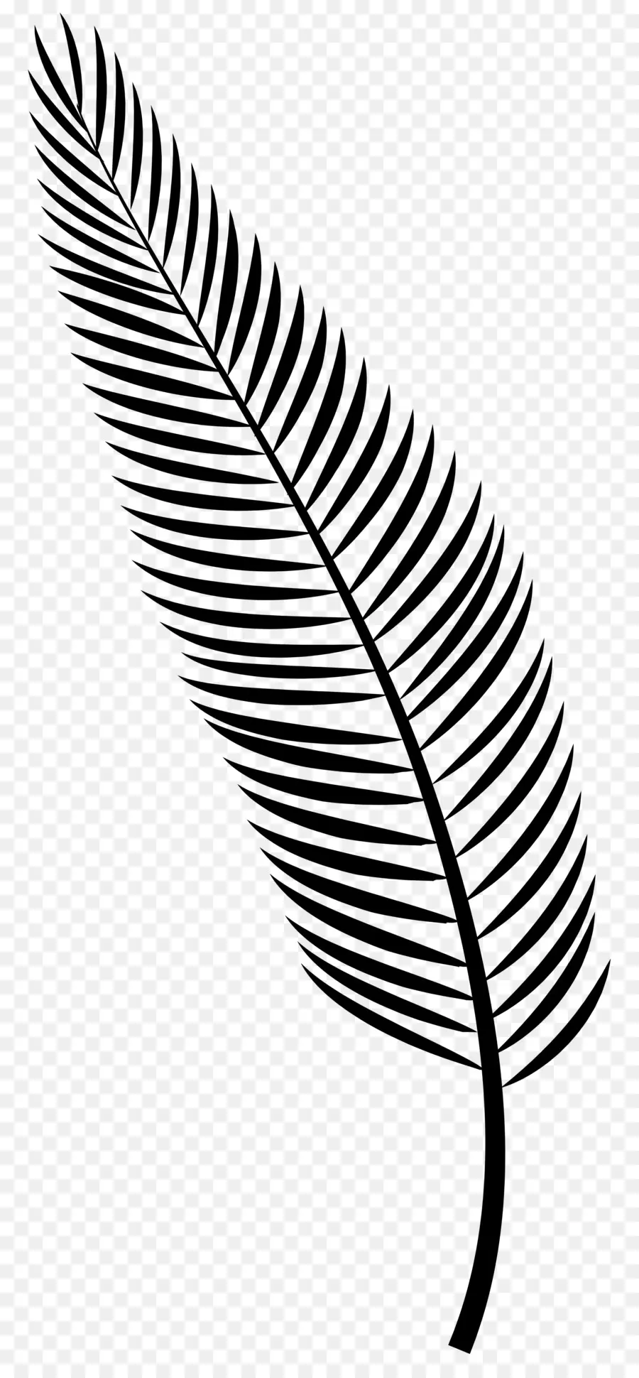 Palme，Noir PNG