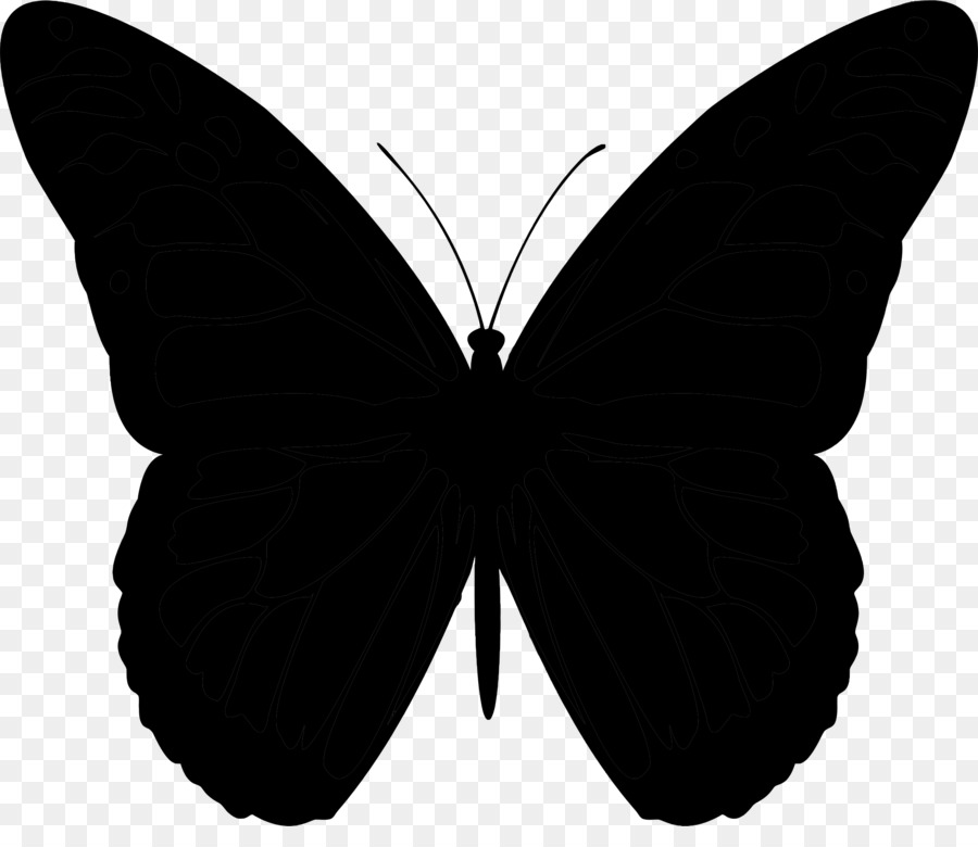 Papillon Noir，Insecte PNG