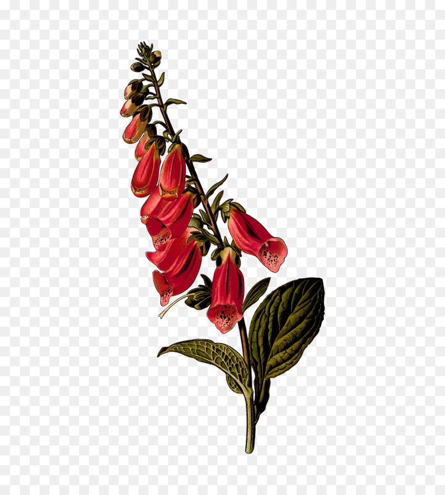 Fleur Rouge，Fleurir PNG