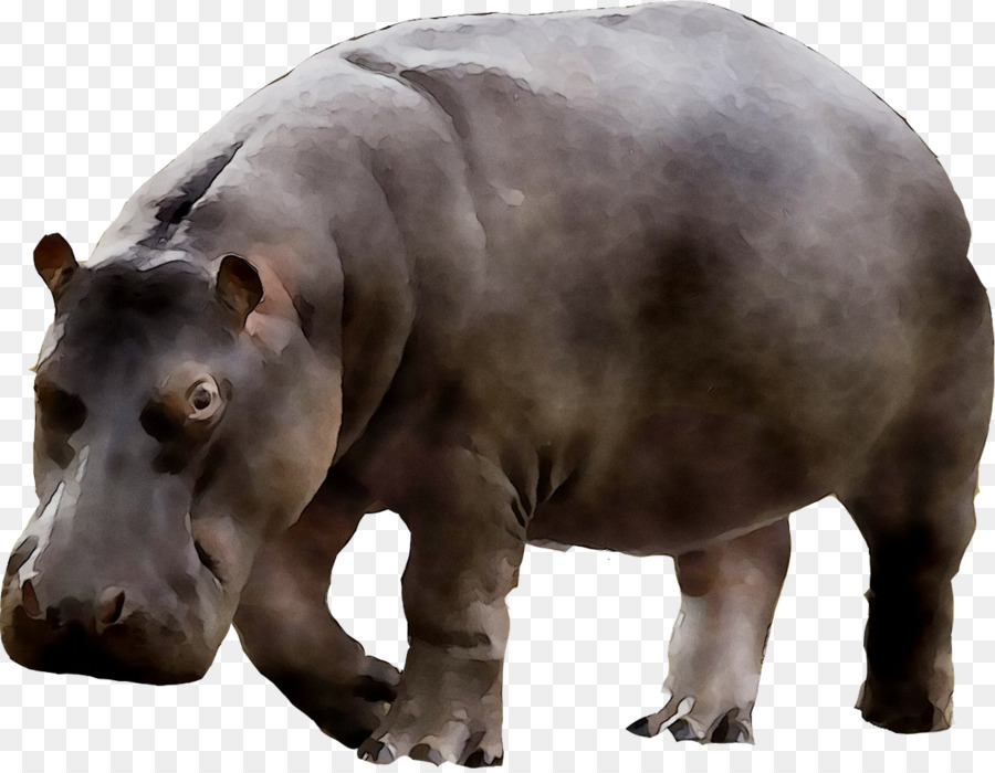 Hippopotame，Chameau PNG