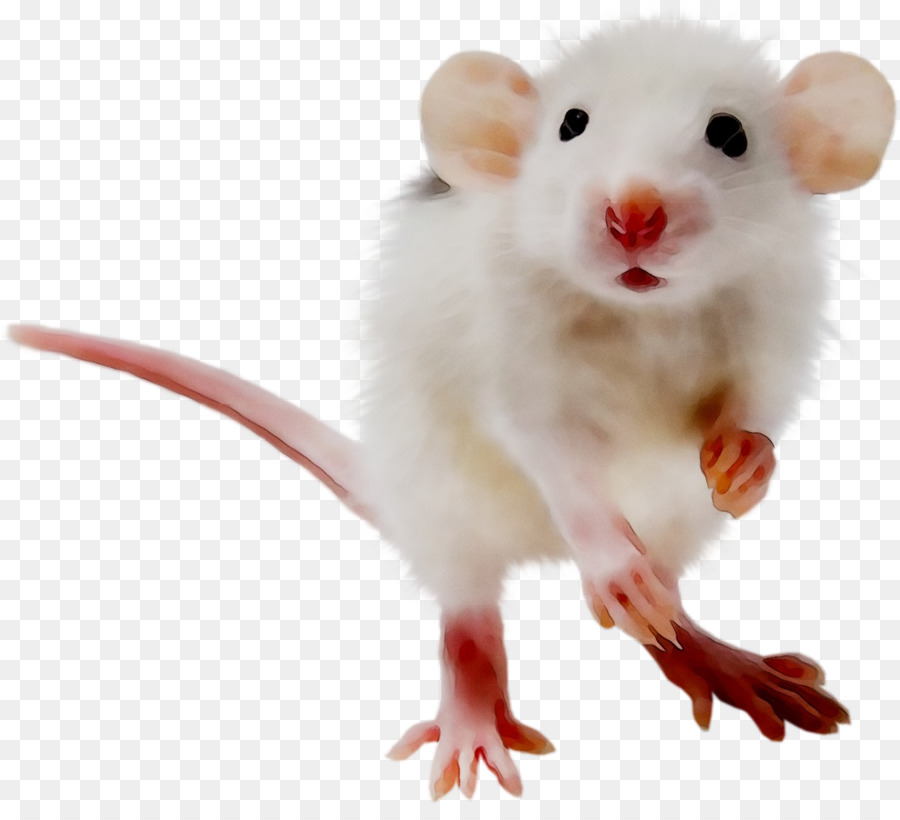 Souris Blanche，Rongeur PNG