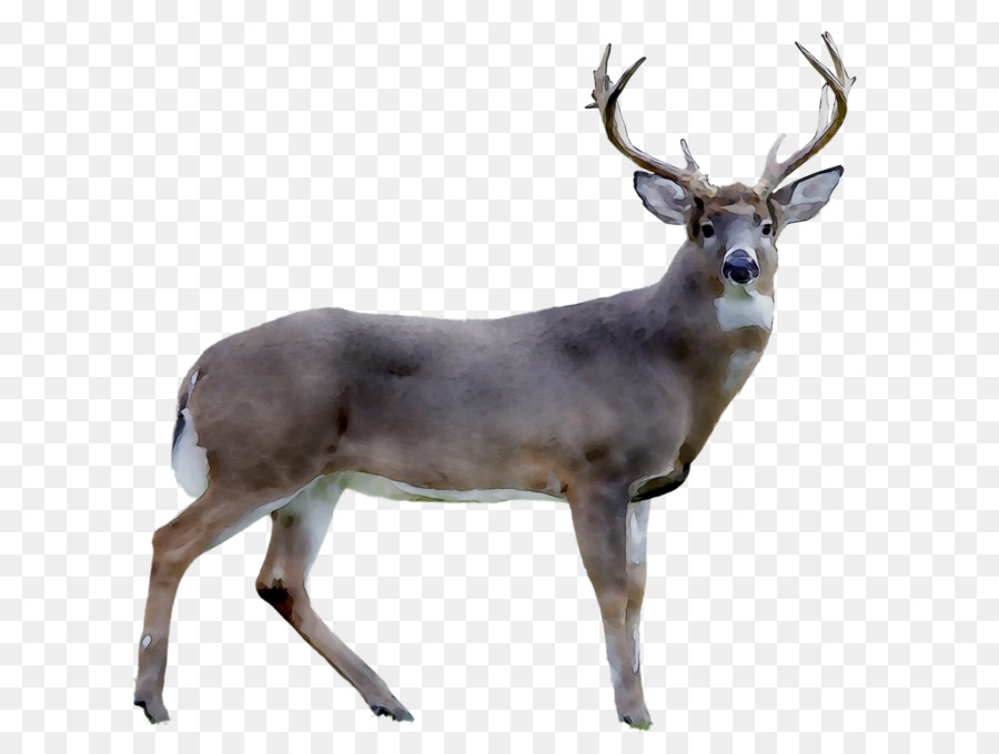 Cerf，Bois PNG