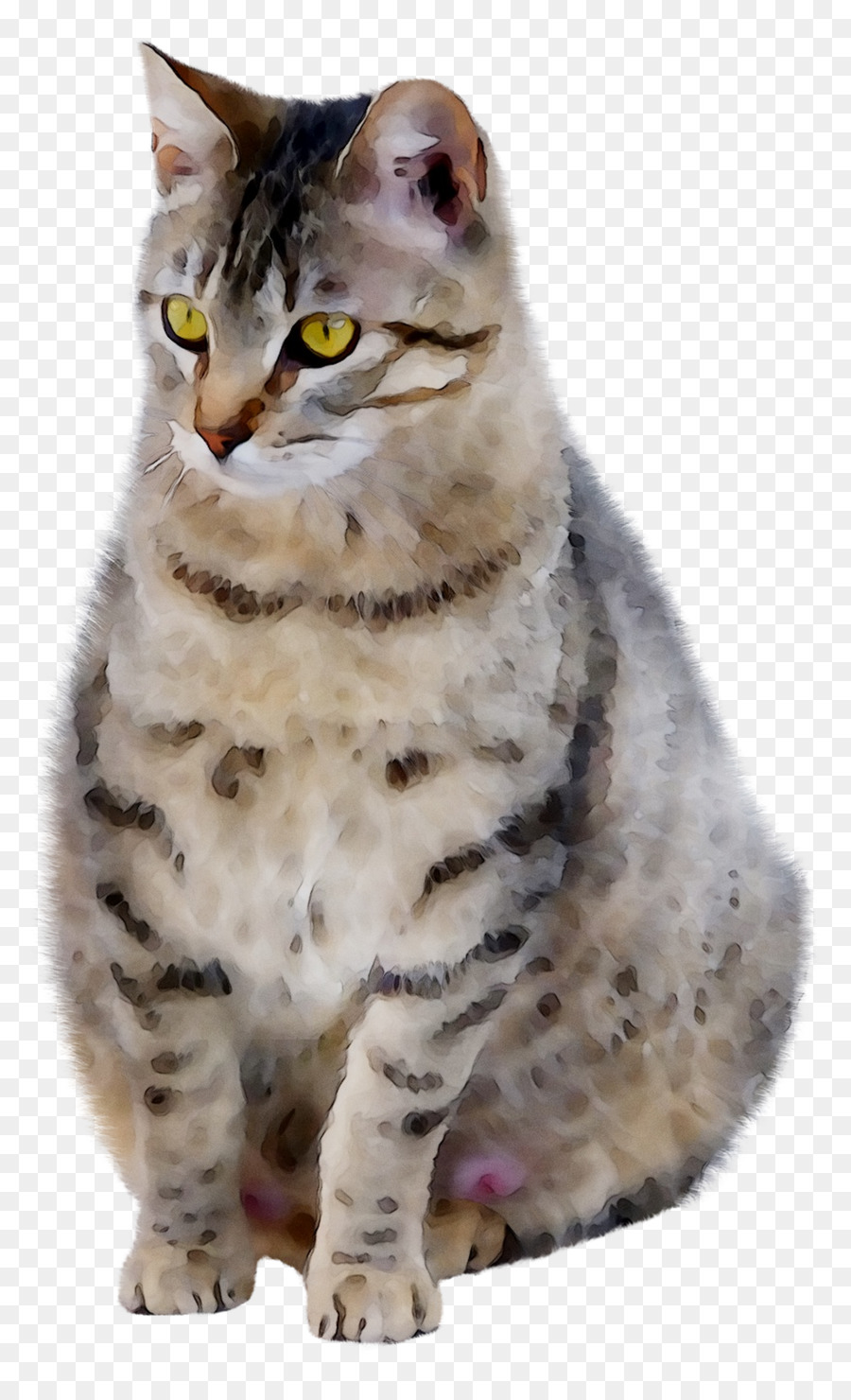 Chat，Animal De Compagnie PNG