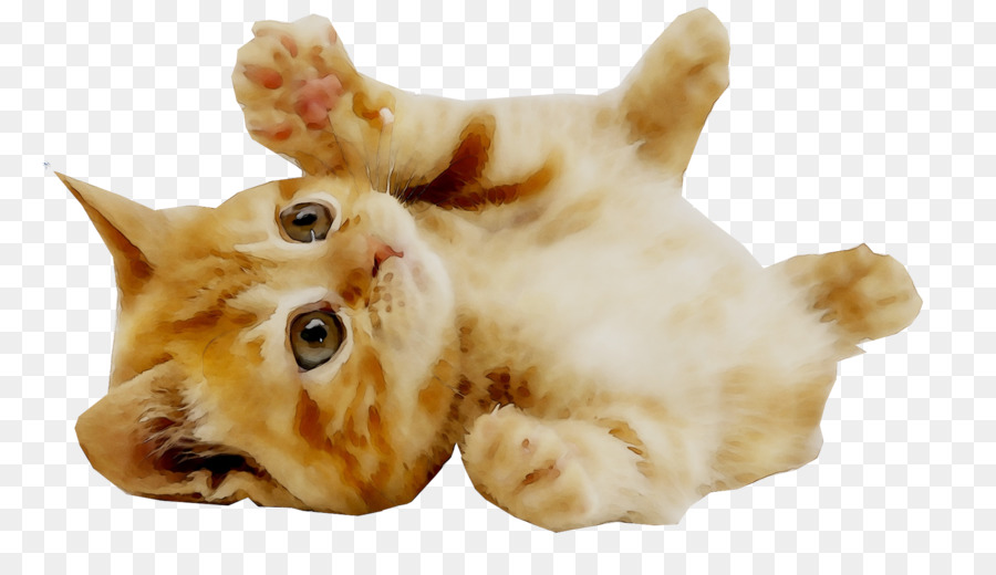 Chat，Animal De Compagnie PNG