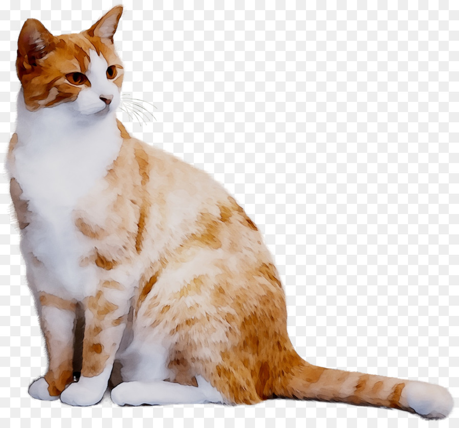 Chat，Tigré PNG