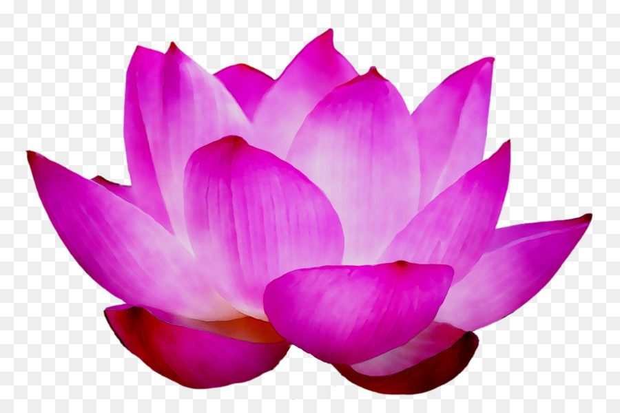 Fleurs De Lotus，Rose PNG