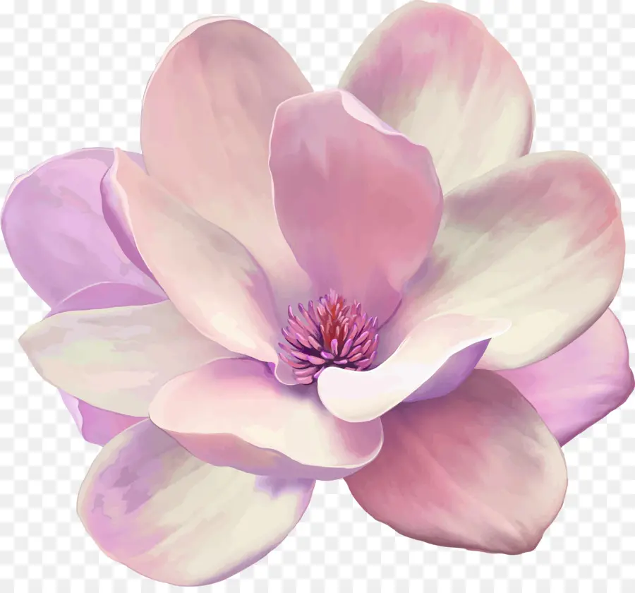 Peinture，Magnolia PNG