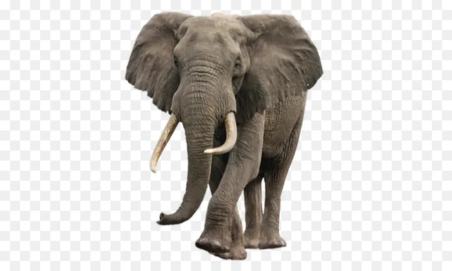 Éléphant D'asie，Éléphant De Savane D'afrique PNG