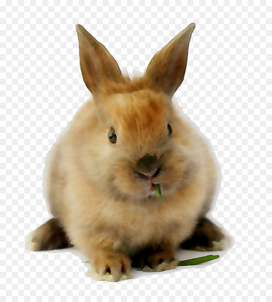 Lapin，Fourrure PNG