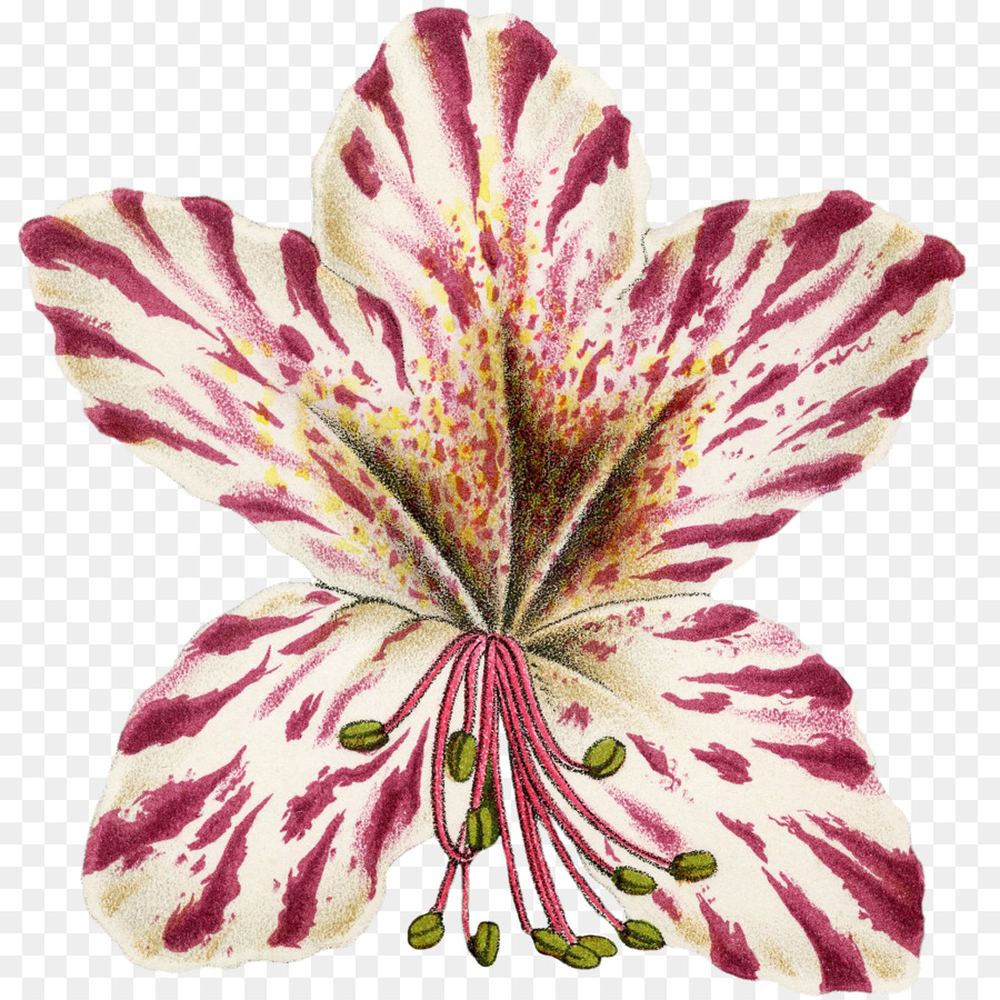 Lys Des Incas，Les Fleurs Coupées PNG