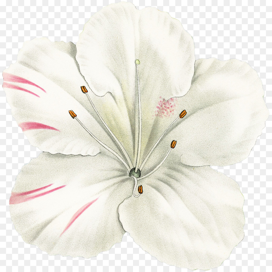 Geraniales，Les Fleurs Coupées PNG