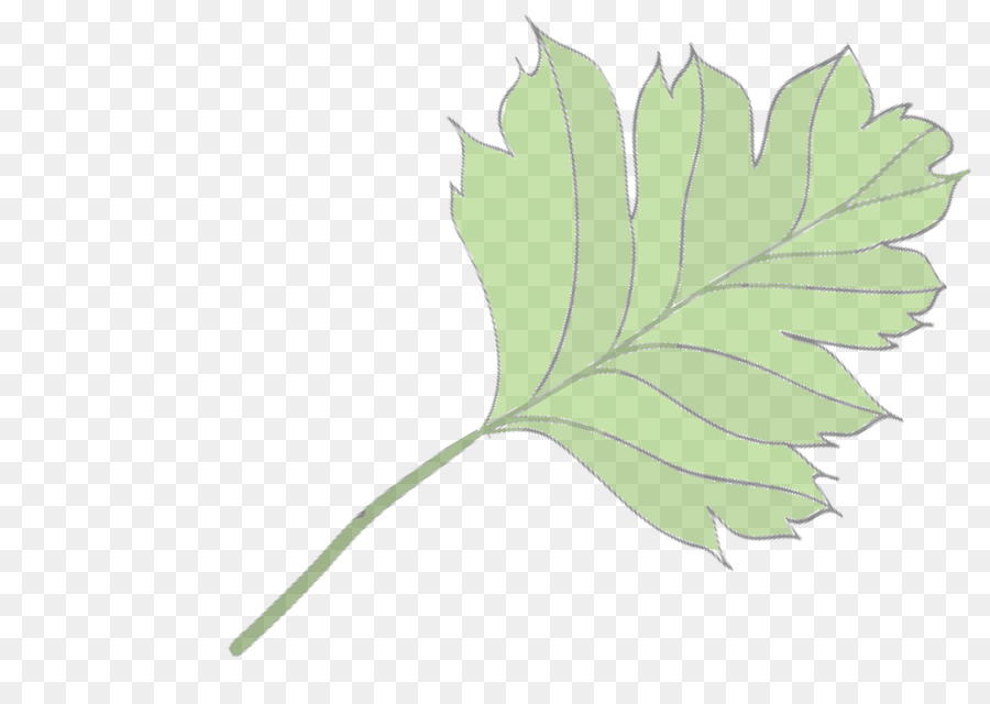 Feuilles Violettes，Botanique PNG