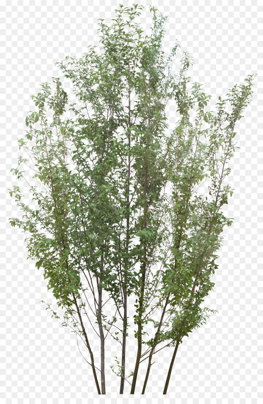 Arbre，Feuilles PNG