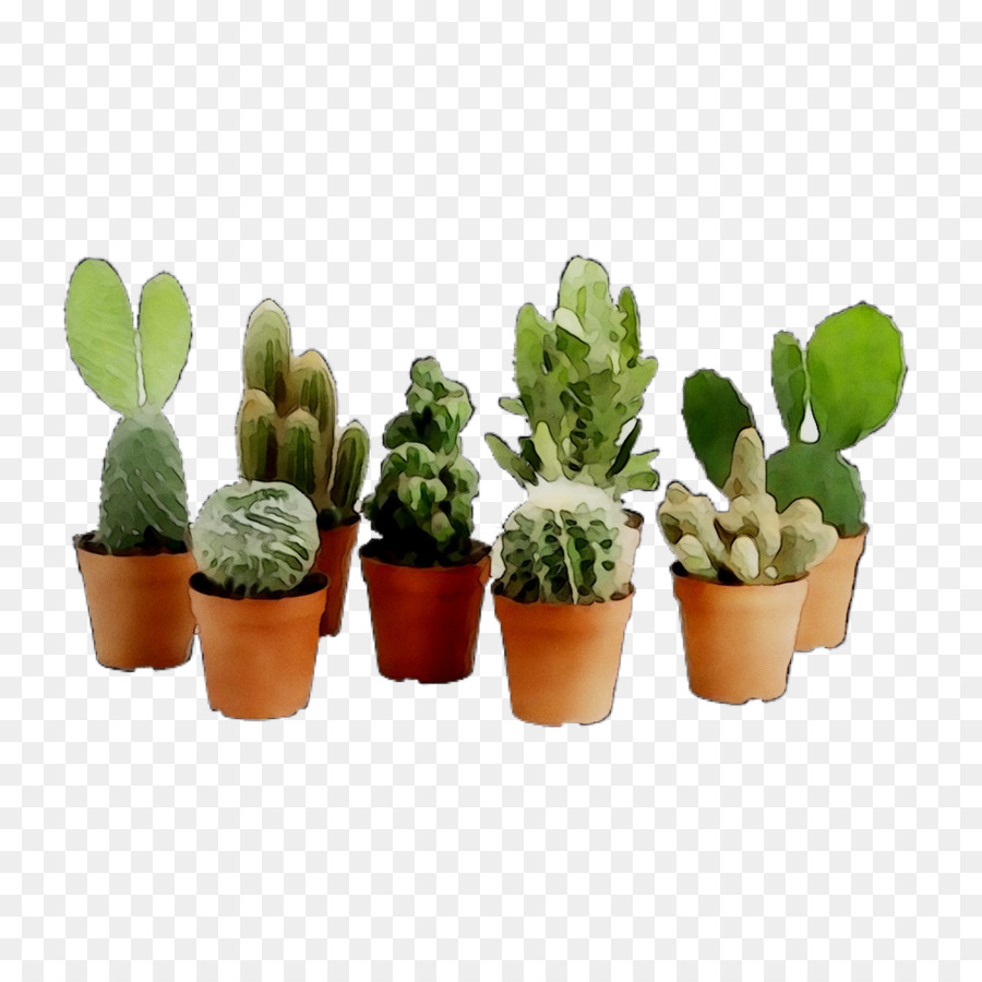 Cactus，Plante D'intérieur PNG