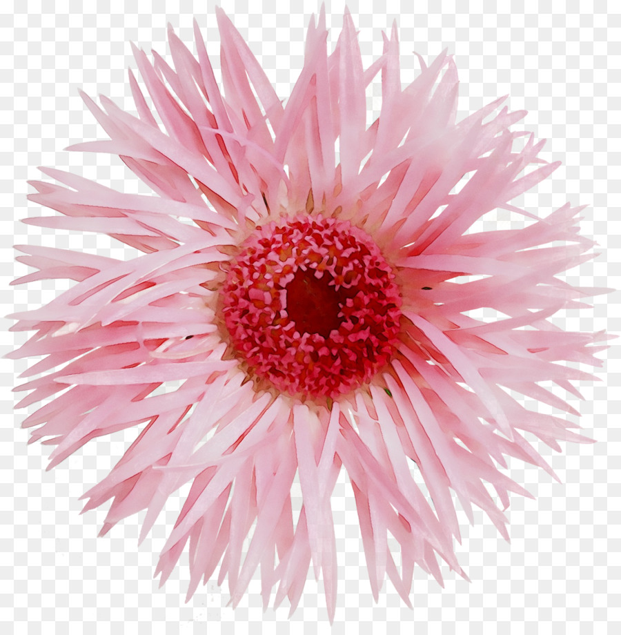 Fleur，Floraison PNG