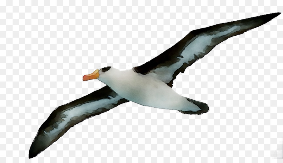 Pingouin，Albatros PNG