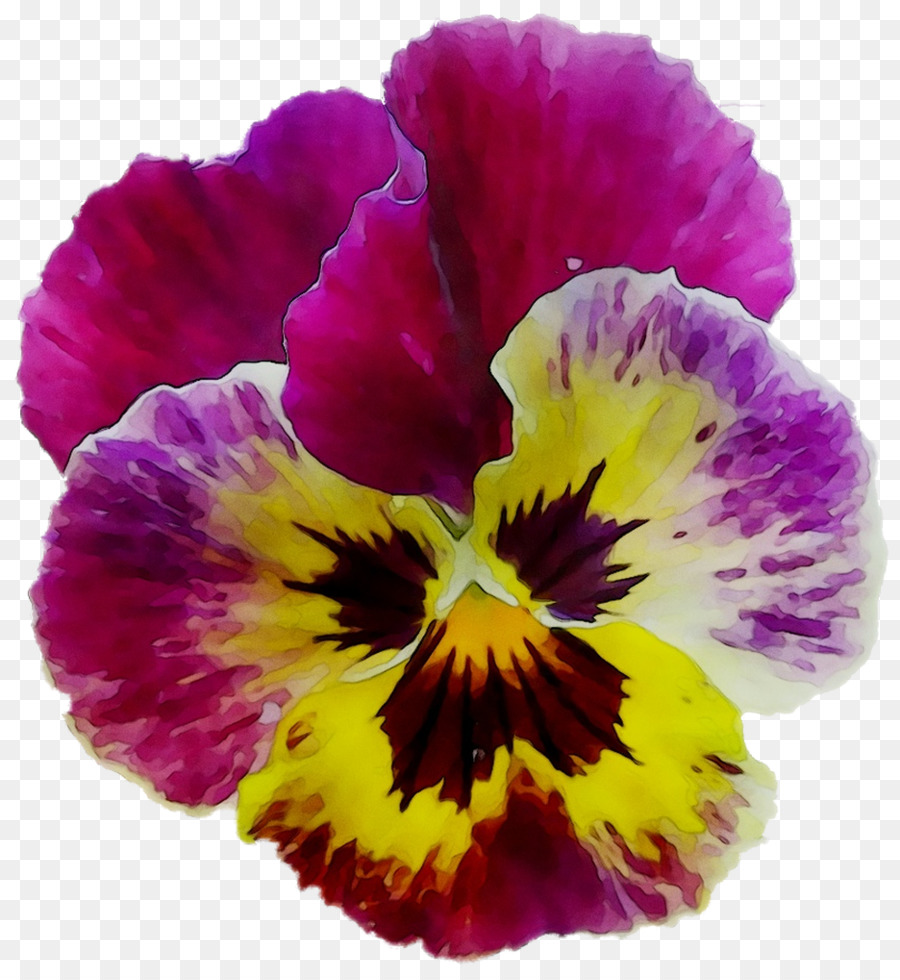 Pensée, Plante Annuelle, Violet PNG - Pensée, Plante Annuelle, Violet  transparentes | PNG gratuit