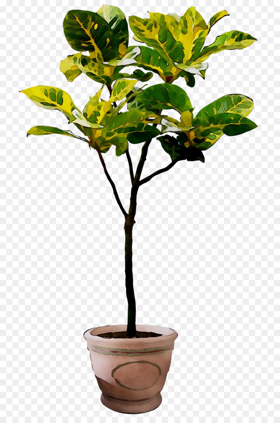 Flowerpot，Plante D'intérieur PNG
