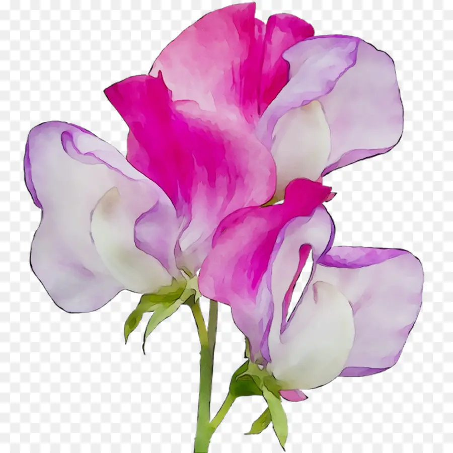 Fleurs Roses，Fleurir PNG