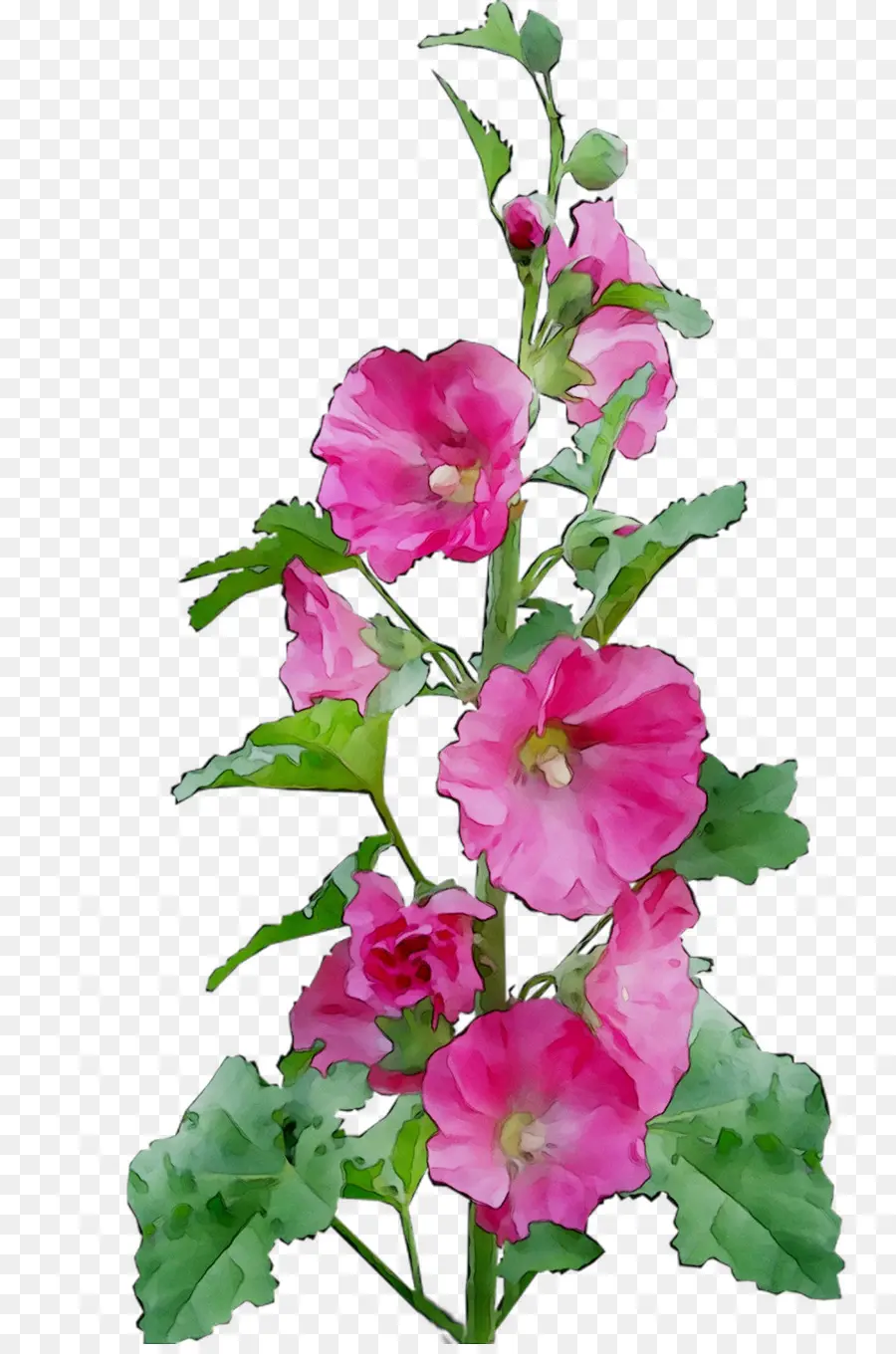 Mauve，Les Roses Trémières PNG