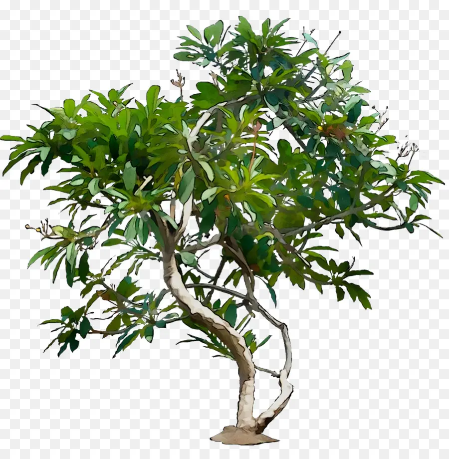 Plante Verte，Feuillage PNG