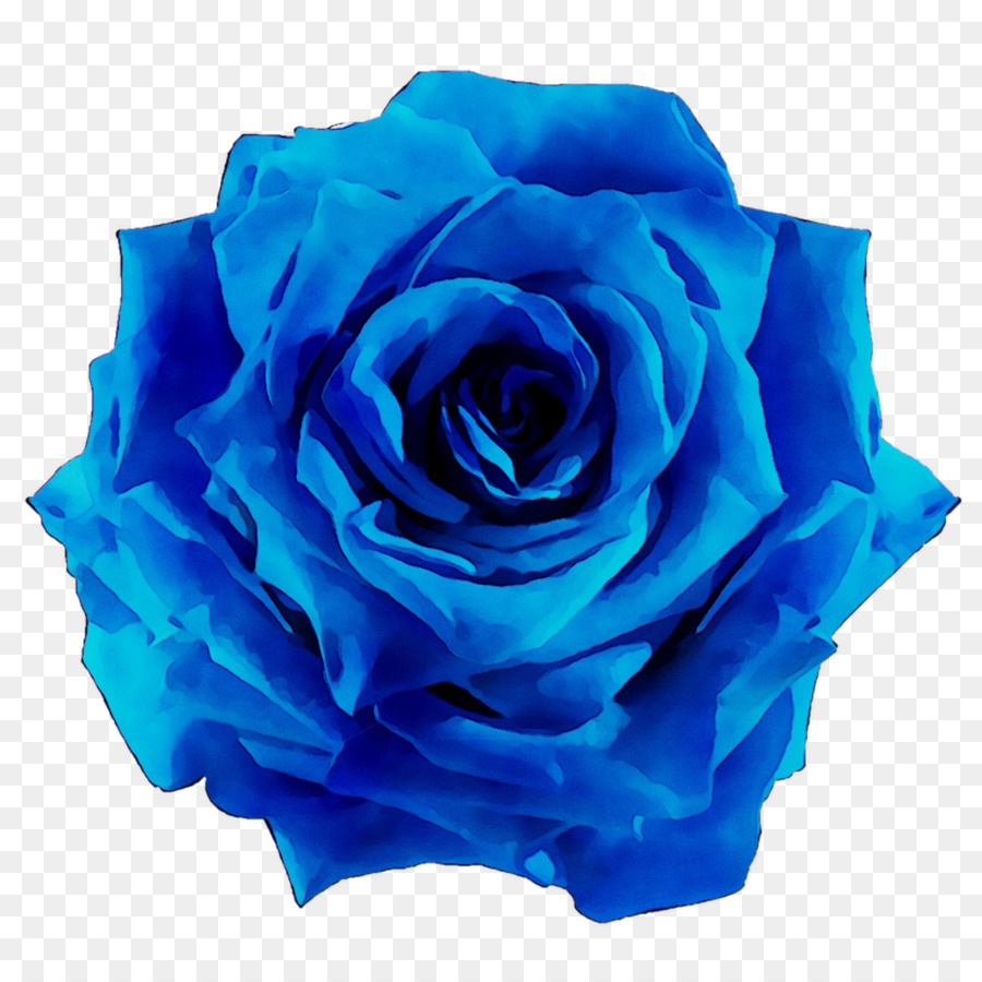 Rose Pourpre，Rose PNG